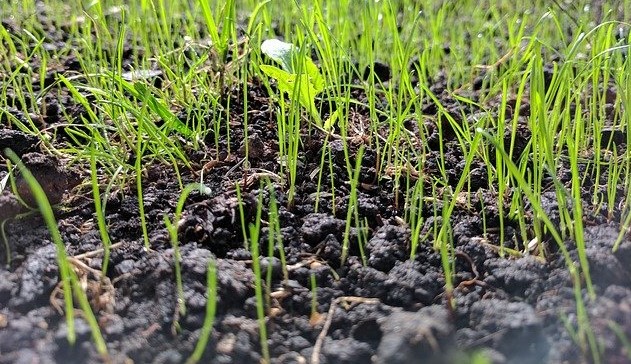 Overseeding, grass growing