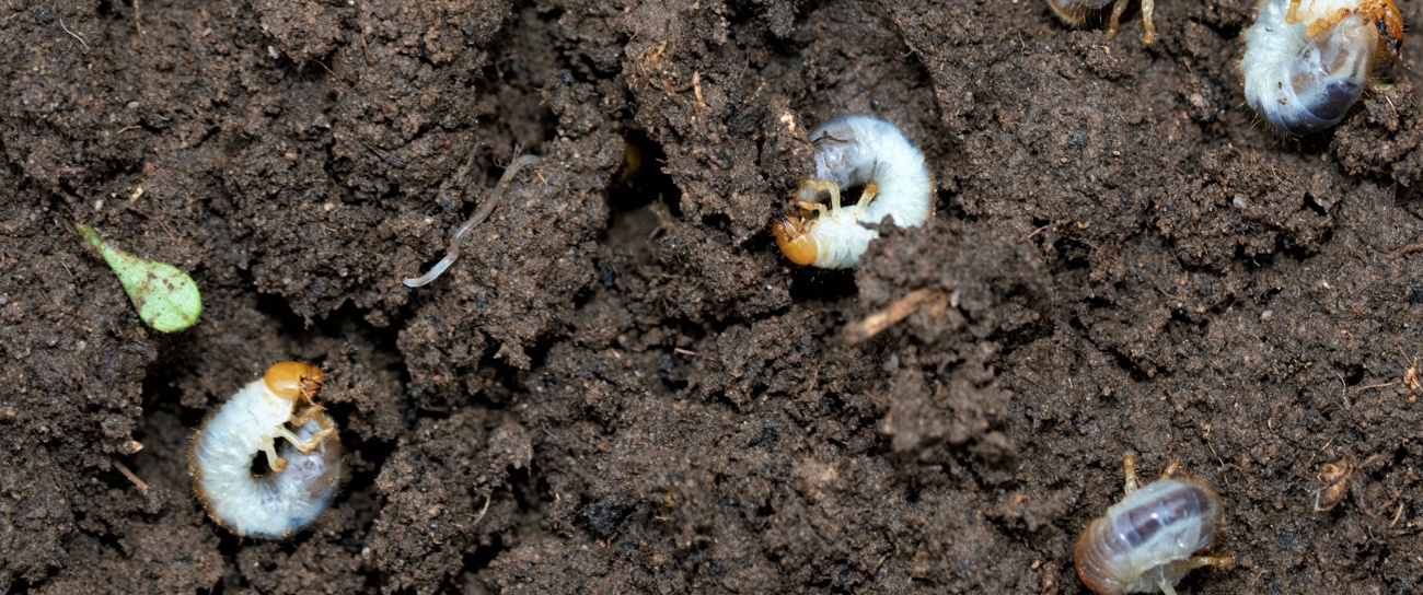 Grubs in dirt mud of lawn Grubs in dirt mud of lawn