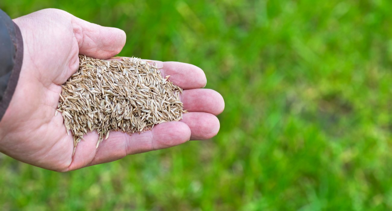 Man holding grass seed in his hand over lawn Man holding grass seed in his hand over lawn